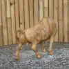 Product image 3 of the product “Walk bull head down made from suar wood, 30cm Height and 50cm Length ”